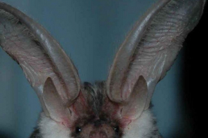 Arizonski ushhan - uši